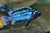 Цихлида Меланохромис Майнгано (Pseudotropheus cyaneorhabdos)