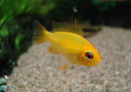 Цихлида Апистограмма Рамирези золотая (apistogramma ramirezi var-gold)