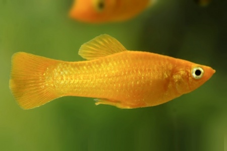 Моллинезия желтая (Poecilia sphenops Gold Molly)