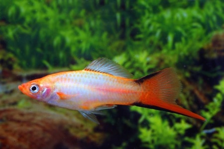 Меченосец Розовая комета (Xiphophorus helleri Pink comete )