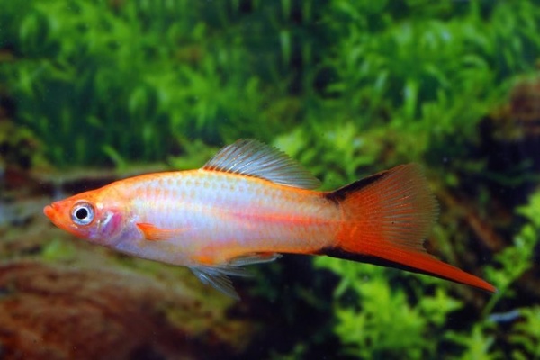 Меченосец Розовая комета (Xiphophorus helleri Pink comete )