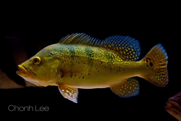 ЦИХЛА КЕЛБЕРИ (Cichla kelberi) 4-4,5 см
