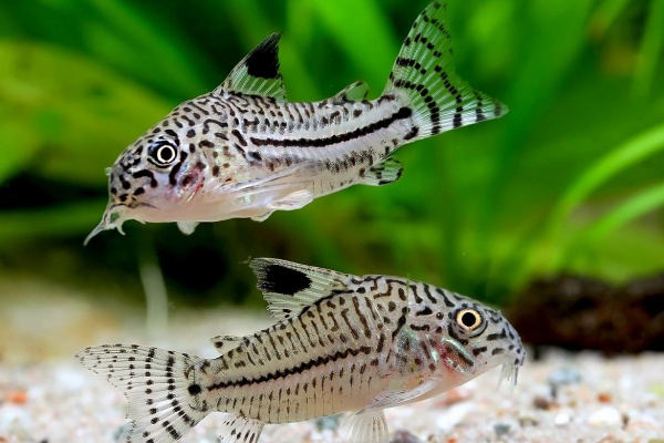 Коридорас Джули (Corydoras trilineatus/Julii) сом