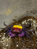 Краб Вампир Триколор  САМЕЦ   (Geosesarma bicolor sp. Yellow  female)