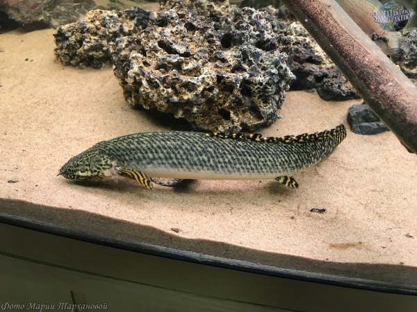 Полиптерус Орнатипиннис (Polypterus ornatipinnis) 15-16 см