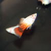 Пецилия красно белая ситцевая (Xiphophorus maculatus white & red calico Platy)