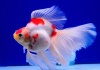 Риукин сакура короткохвостый (Goldfish Ryu1
