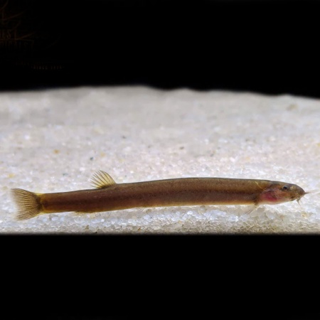 Акантофтальмус Блэк Яванский (Acanthophthalmus Pangio oblonga ) P.javanicus)