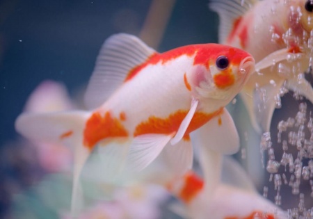 Золотая рыбка Комета сакура (Goldfish Comet Sacura)