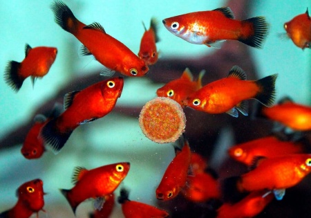 Пецилия красная чернохвостая (Xiphophorus maculatus red black tail)