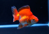 Риукин красный короткохвостый (Goldfish Ryukin red short tail)