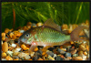 Коридорас Изумрудный Брохис (Corydoras splendens) сом 2-2,5 см 