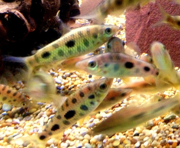 Лепоринус макулатус (Leporinus maculatus) 4-5 см 