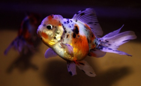 Оранда ситцевая  (Goldfish Oranda calico)