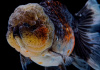 Оранда ситцевая  (Goldfish Oranda calico)