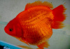 Риукин красный короткохвостый (Goldfish Ryukin red short tail)