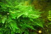 Мох рождественский - крисмас (Christmas Moss, Vesicularia montagnei)