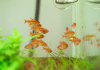 Тетра Аманда (Hyphessobrycon Amandae) 1,8  см