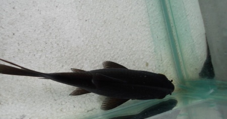 Золотая рыбка Комета черная (Goldfish comet black)