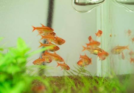 Тетра Аманда (Hyphessobrycon Amandae) 1,8  см