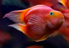 Цихлида Попугай Красный сердцевидный (Yellow Parrot Cichlid)