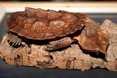 (Черепаха Мата Мата Chelus fimbriata)  7-8 СМ ПО ПАНЦИРЮ.