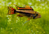 Цихлида Апистограмма Какаду (apistogramma-cacatuoides)