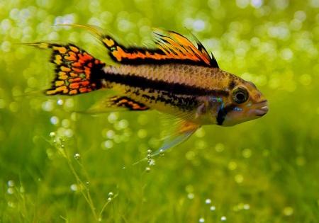 Цихлида Апистограмма Какаду (apistogramma-cacatuoides)