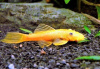 Анциструс золотой - (Ancistrus dolichopterus gold) сом - присоска.3,5-4 см