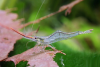 Креветка Пиноккио ( Caridina gracilirostris)