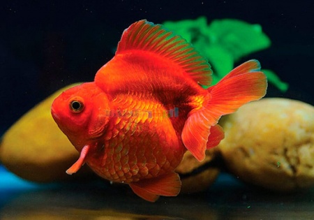 Риукин красный короткохвостый (Goldfish Ryukin red short tail)