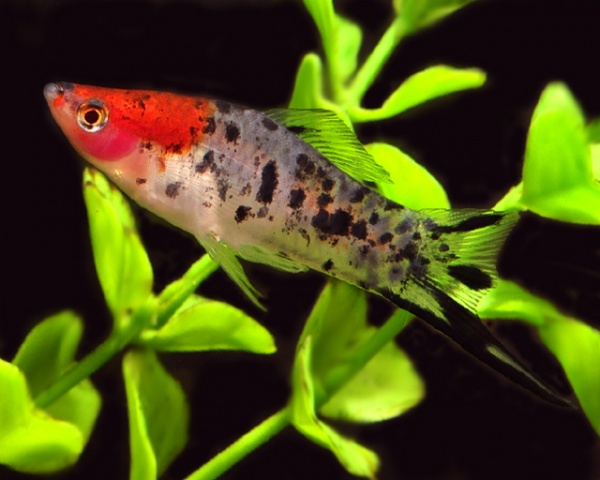 Меченосец Геллера кои ситец (Xiphophorus helleri Calico Koi)