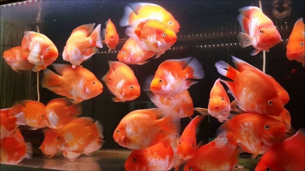 Цихлида Попугай красно белый (red-white Blood Parrot Cichlids) 18 см.