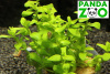 Bacopa serpyllifolia (sp. Japan) - Бакопа серпилифолия (японская) L173