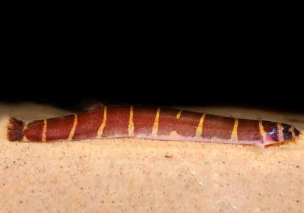 Акантофтальмус Майерса (Acanthophthalmus myersi)