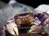 Краб Синий паук (Neosarmatium rotundifrons Blue Spider Crab)