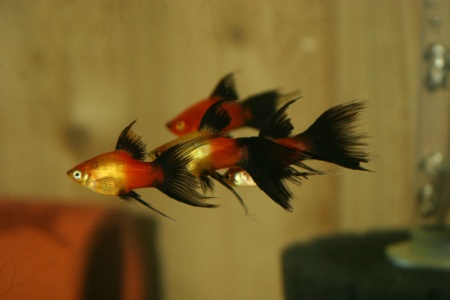 Пецилия красная чернохвостая высокоплавничная (Xiphophorus maculatus red black tail sailfin)