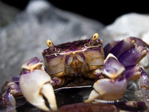 Краб Синий паук (Neosarmatium rotundifrons Blue Spider Crab)