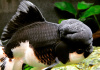 Оранда панда (Goldfish Oranda panda)