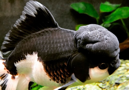 Оранда панда (Goldfish Oranda panda)