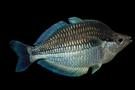 Радужница Озерная Меланотения Бирюзовая (Melanotaenia lacustris)