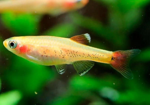 Кардинал золотой (Tanichthys albonubes gold) 2 см 