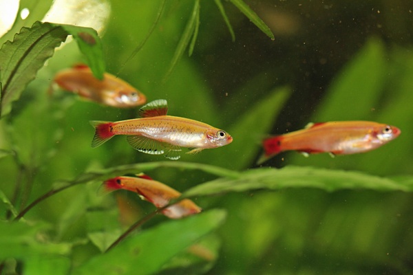 Кардинал золотой (Tanichthys albonubes gold) 2 см 