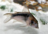 Коридорас зигатус ( Corydoras zygatus) сом