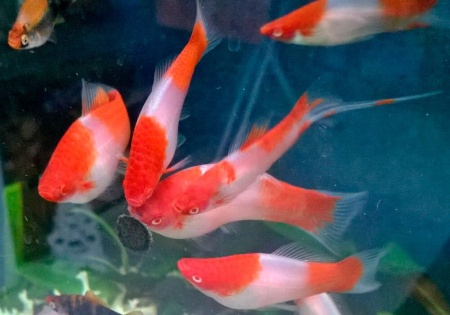 Меченосец Геллера кои красноглазый (Xiphophorus helleri Koi Red Eye)