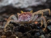 Краб Вампир Орхидея  (Geosesarma sp.) Orchid Vampire Crab