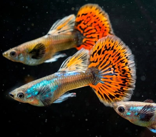 Гуппи Гвоздика (Poecilia Reticulata)