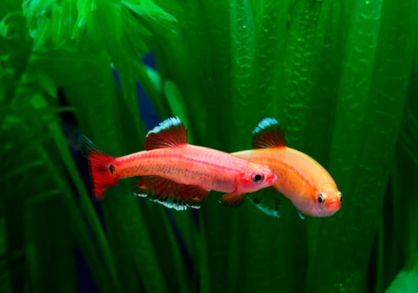 Кардинал золотой (Tanichthys albonubes gold) 2 см 