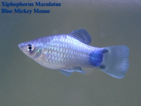 Пецилия голубая Микки Маус  (Xiphophorus maculatus blue Mickey Mouse Platy)