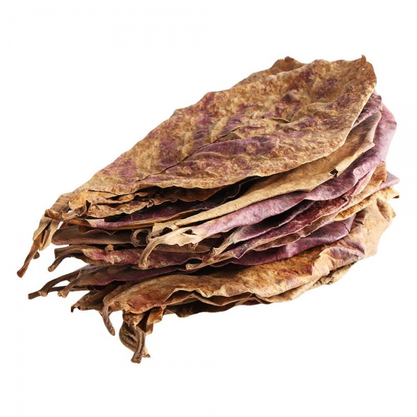 Листья индийского миндаля, Catappa 1 шт.